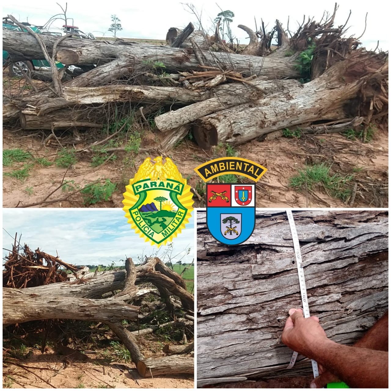 Homem é multado em R$ 12 mil por derrubar 23 árvores nativas