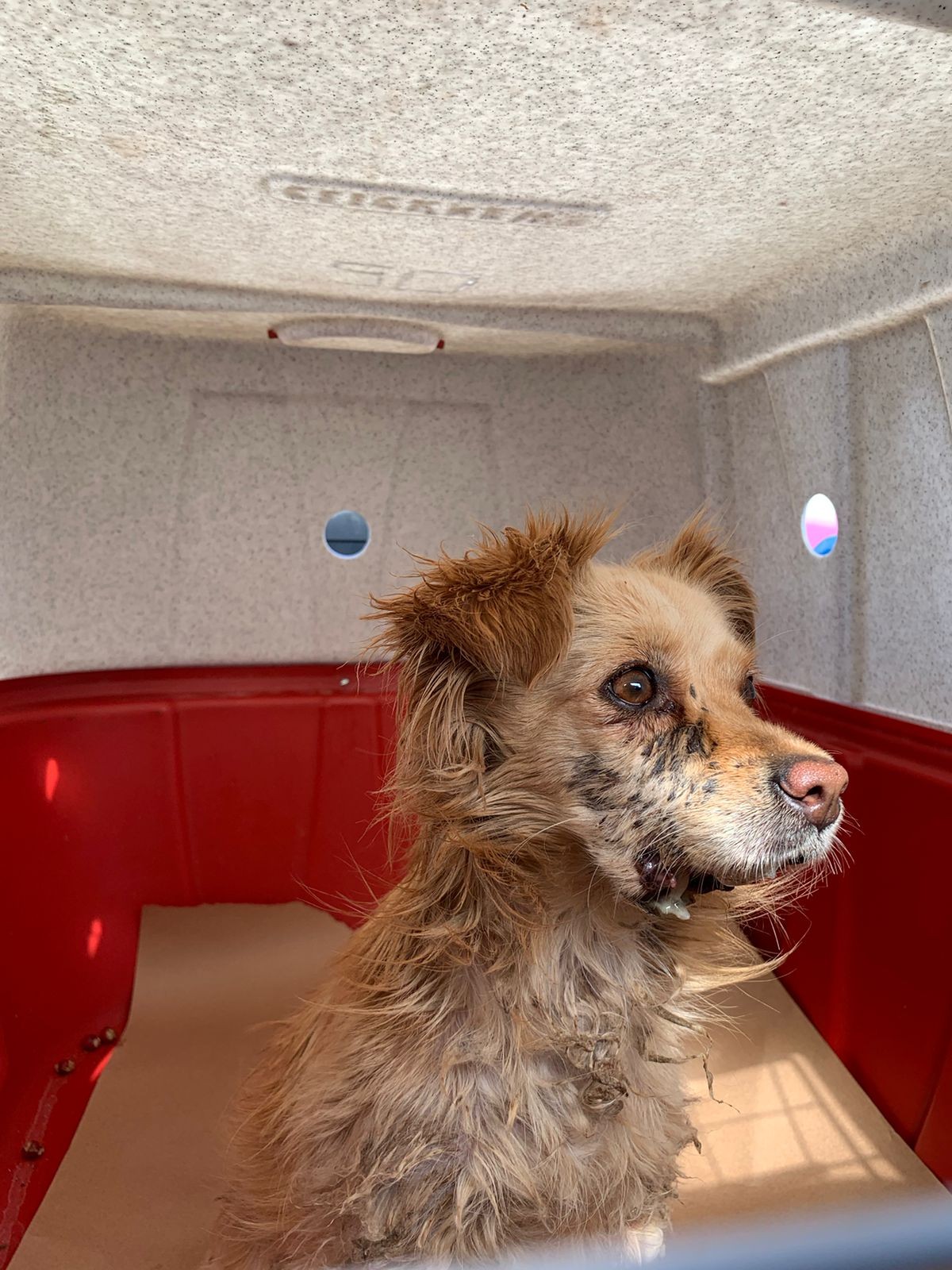 Cão é resgatado ferido no Conjunto Requião; multa é de R$ 4 mil