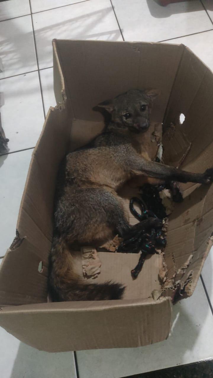 Polícia Ambiental resgata graxaim-do-campo em Pérola