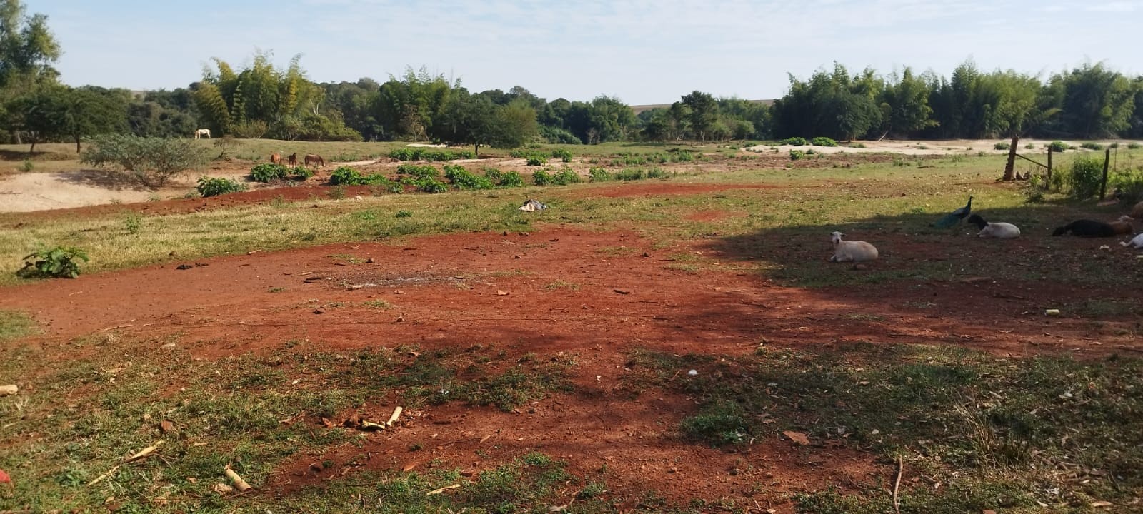 Produtor rural é autuado em R$ 15 mil por danos à vegetação