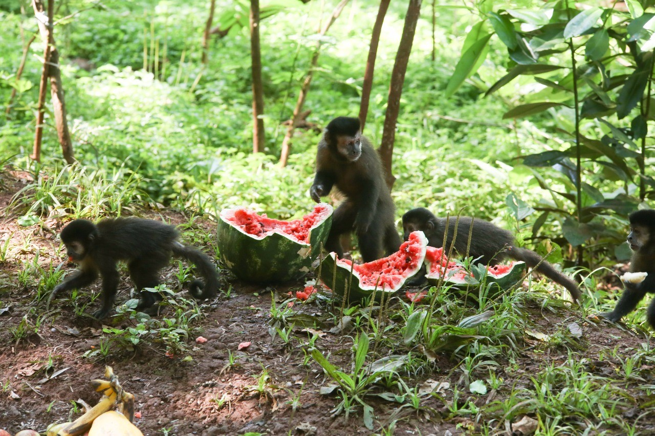 Sema economiza R$ 15 mil mensais com alimentação de animais silvestres