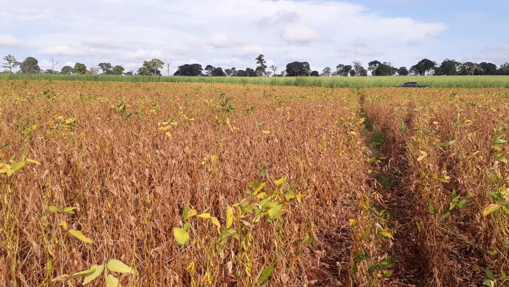 Estiagem continuará sobre o Centro Sul do País até a próxima semana, alerta o INMET