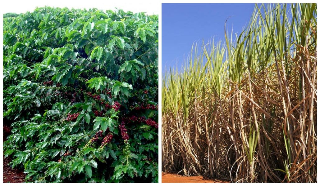 Severa estiagem acende alerta para safras de café e cana de 2019