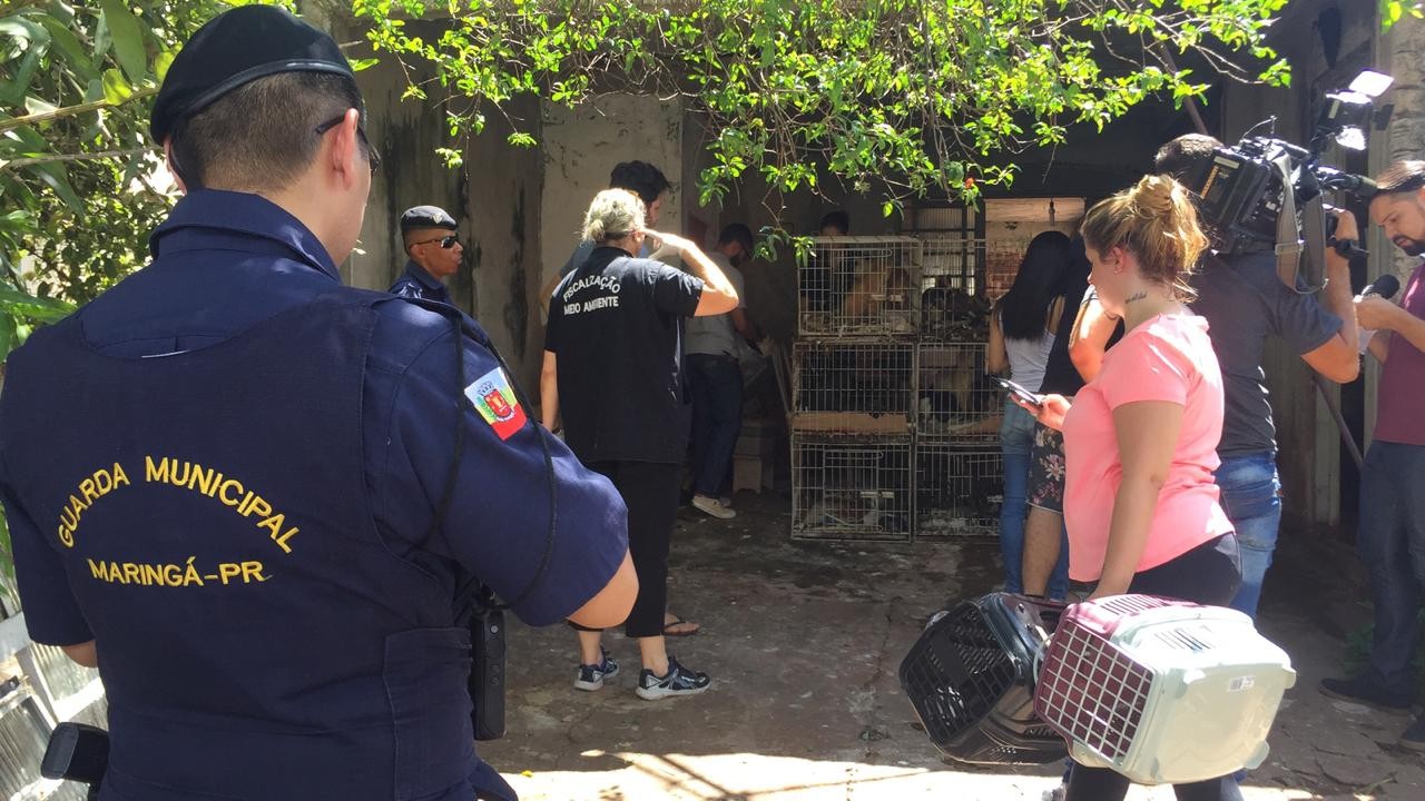 Gatos viviam em gaiolas em péssimas condições sanitárias