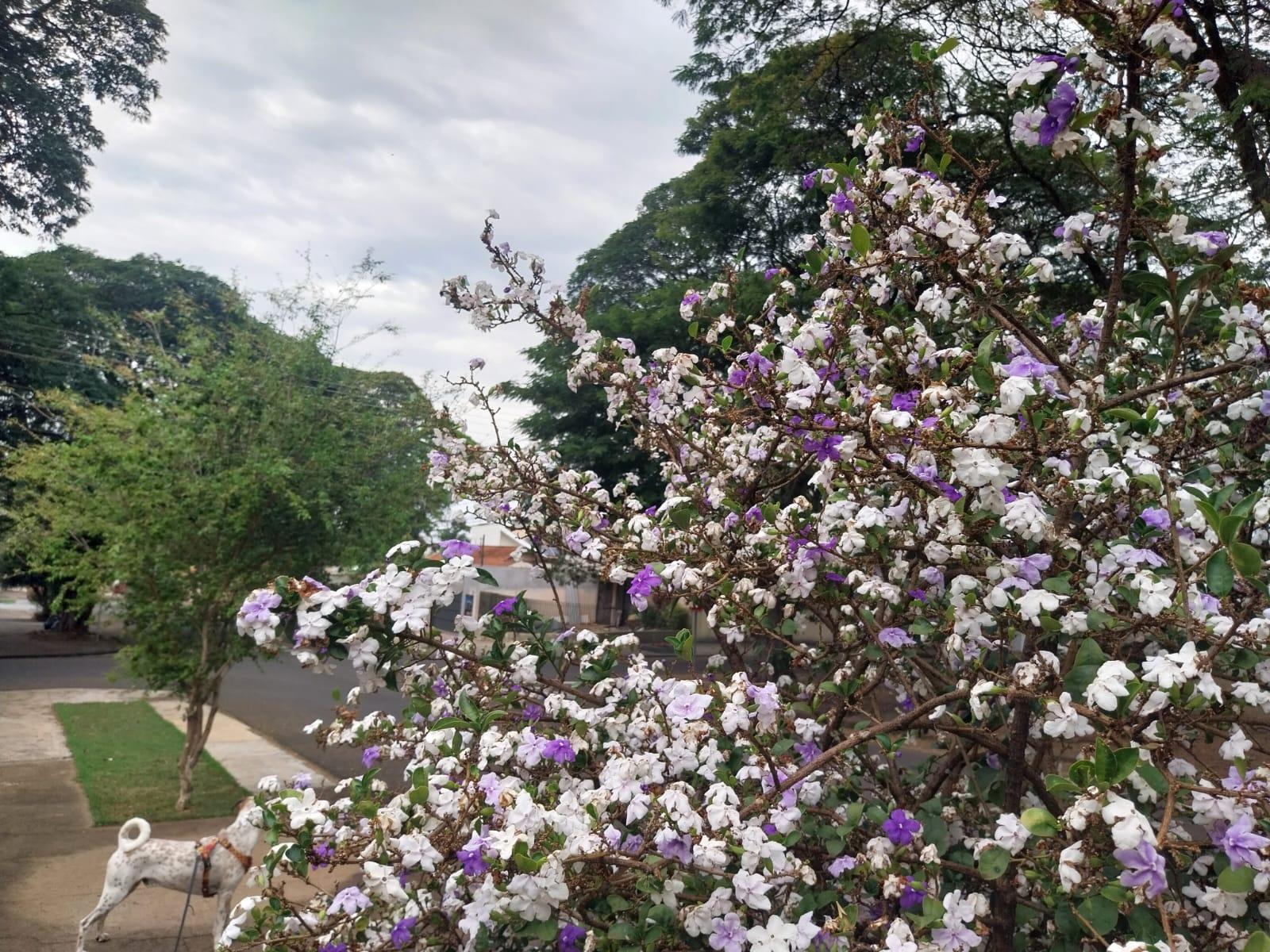 Confira a previsão do tempo para este sábado (13) em Maringá