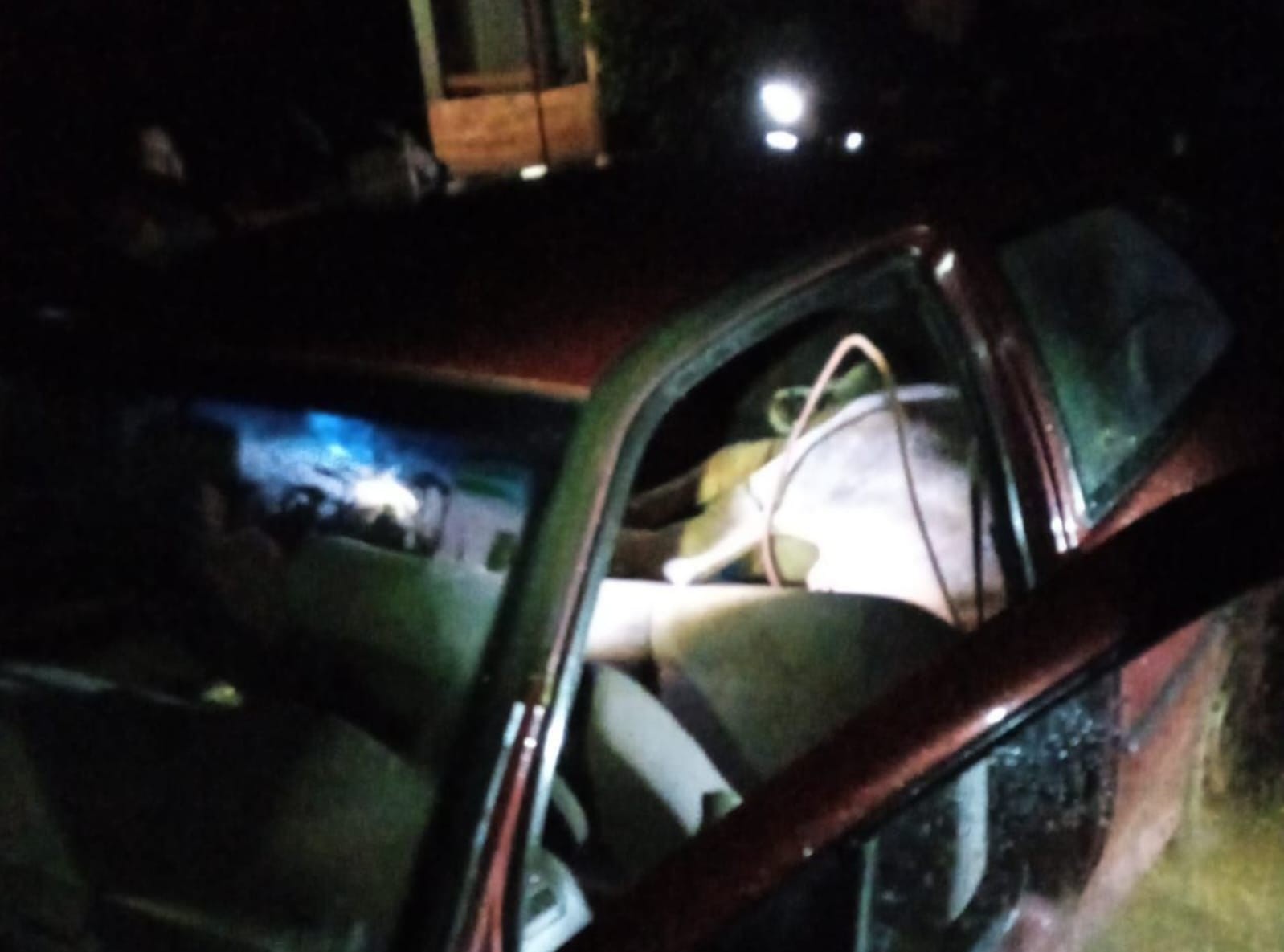 Boi furtado é encontrado amarrado dentro de carro na região de Maringá