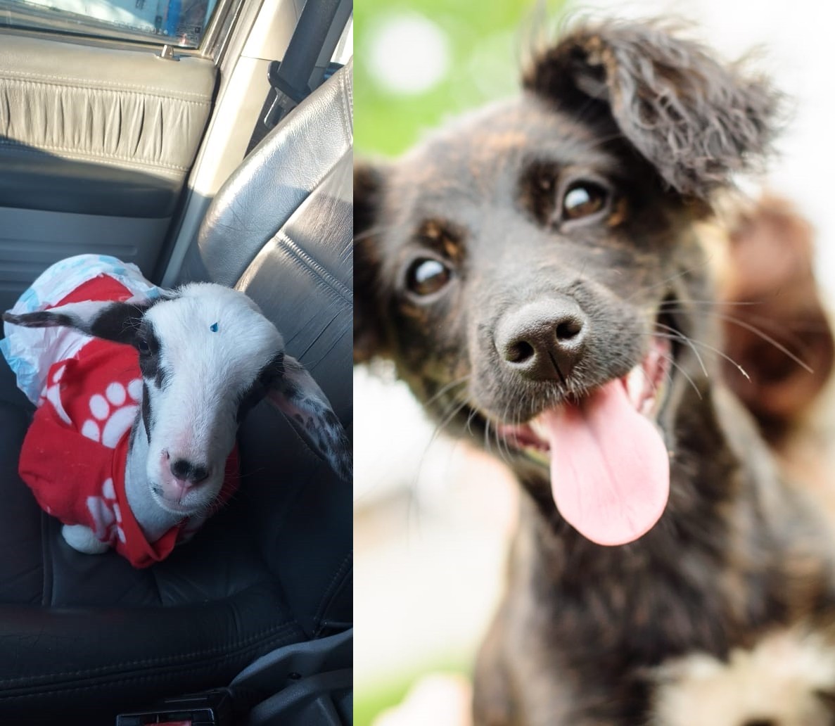 Três animais da ONG Salvando Vidas são mortos em um mês