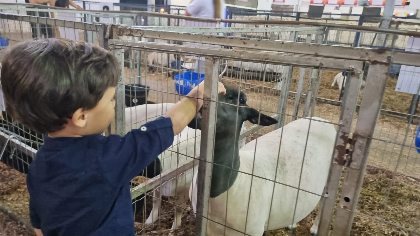 Crianças têm primeiro contato com animais na Expoingá