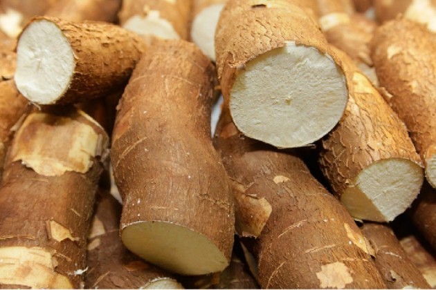 Raiz de mandioca custa R$ 498 a tonelada em Umuarama