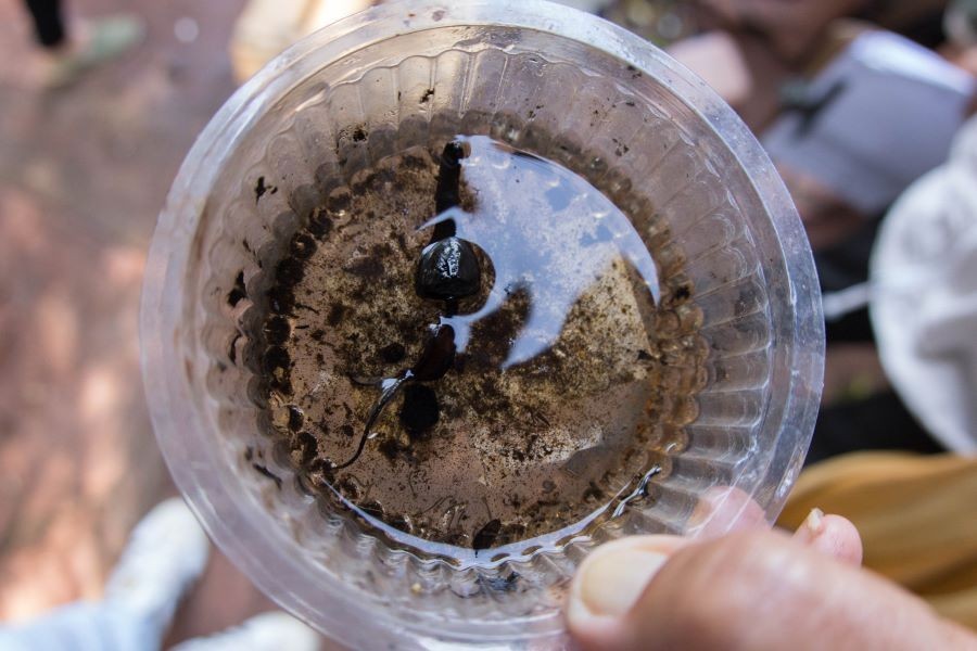 Áudio sobre situação crítica da dengue em UPA não é de Maringá