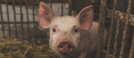 Suíno custa R$ 8,10 o quilo em Maringá