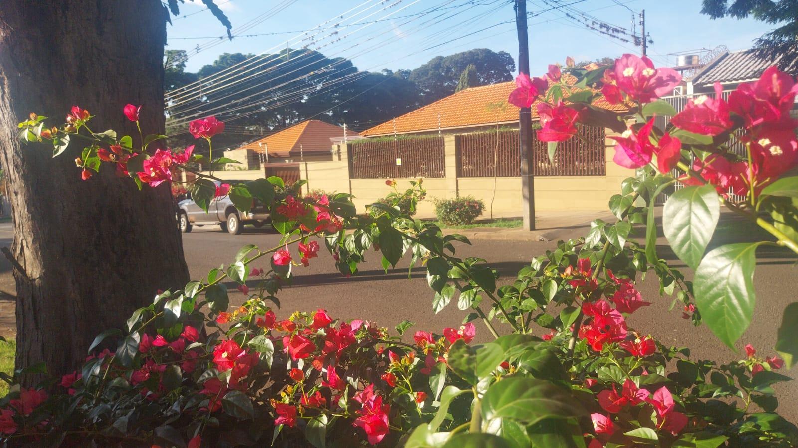 Domingo de tempo firme em Maringá e máxima de 27ºC