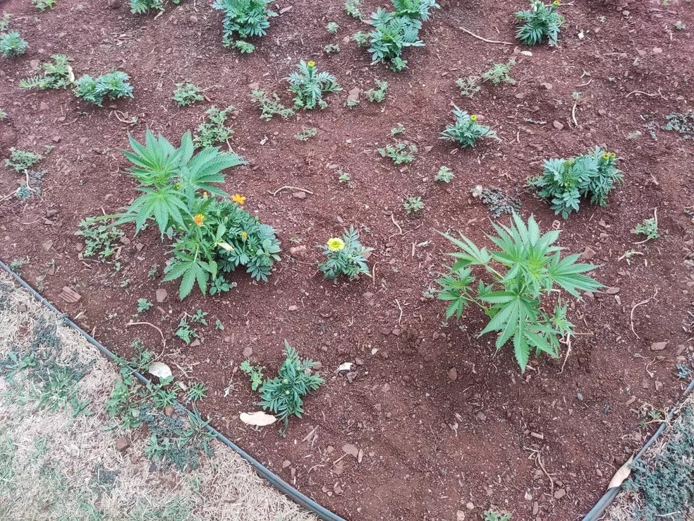 Guarda Municipal encontra pés de maconha plantados em praça no centro de Marialva