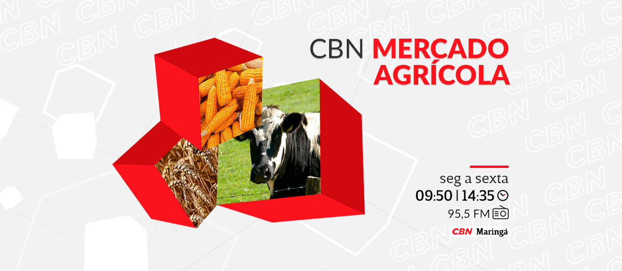 Vaca em pé é negociada a R$ 280