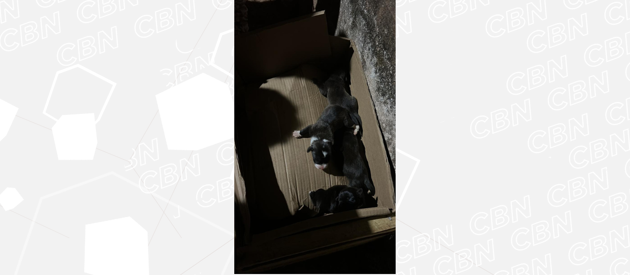 Alertados por cão, policiais encontram filhotes em bueiro e moradora pode responder por mau-tratos