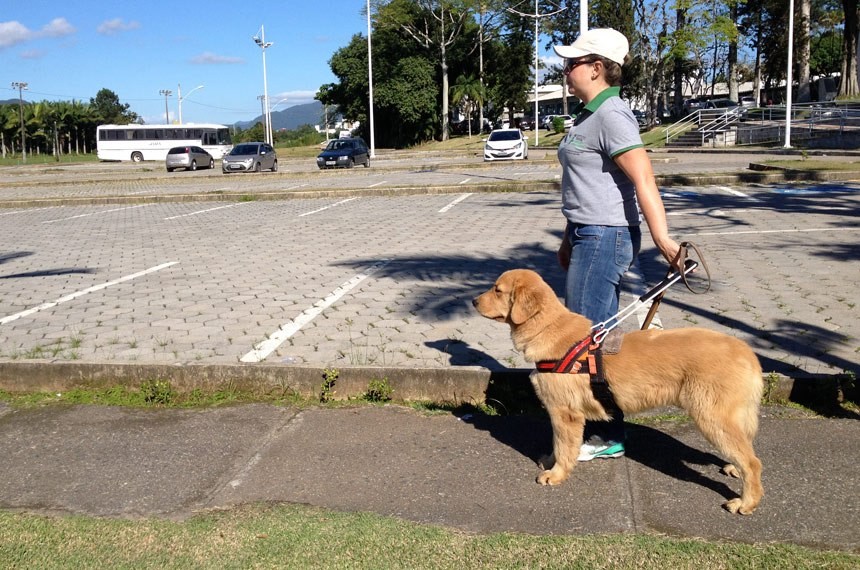 Qualquer raça pode ser cão-guia?