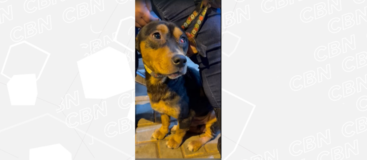 Vigia de UPA é afastado após agredir cão dentro da unidade