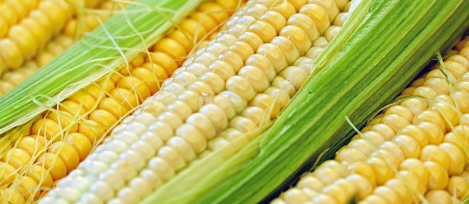 Milho custa R$ 29 a saca em Maringá