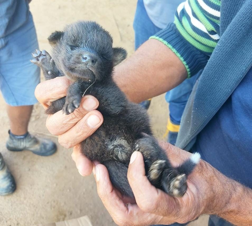 Filhotes de lobo-guará são resgatados em plantação pouco antes da colheitadeira passar