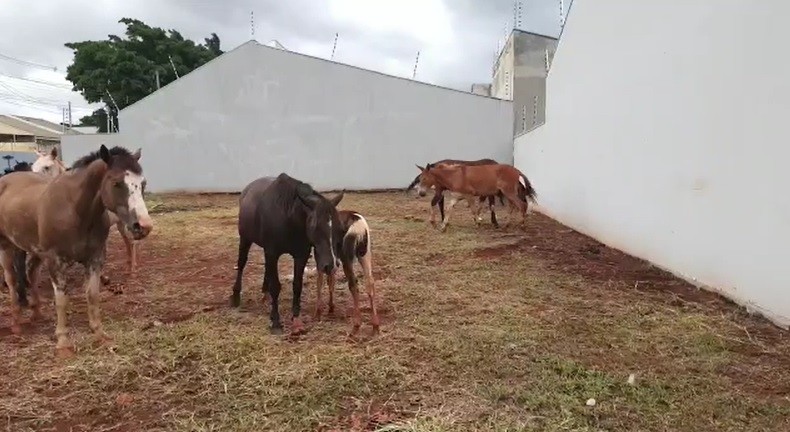 Sarandi e Maringá buscam solução conjunta para cavalos soltos