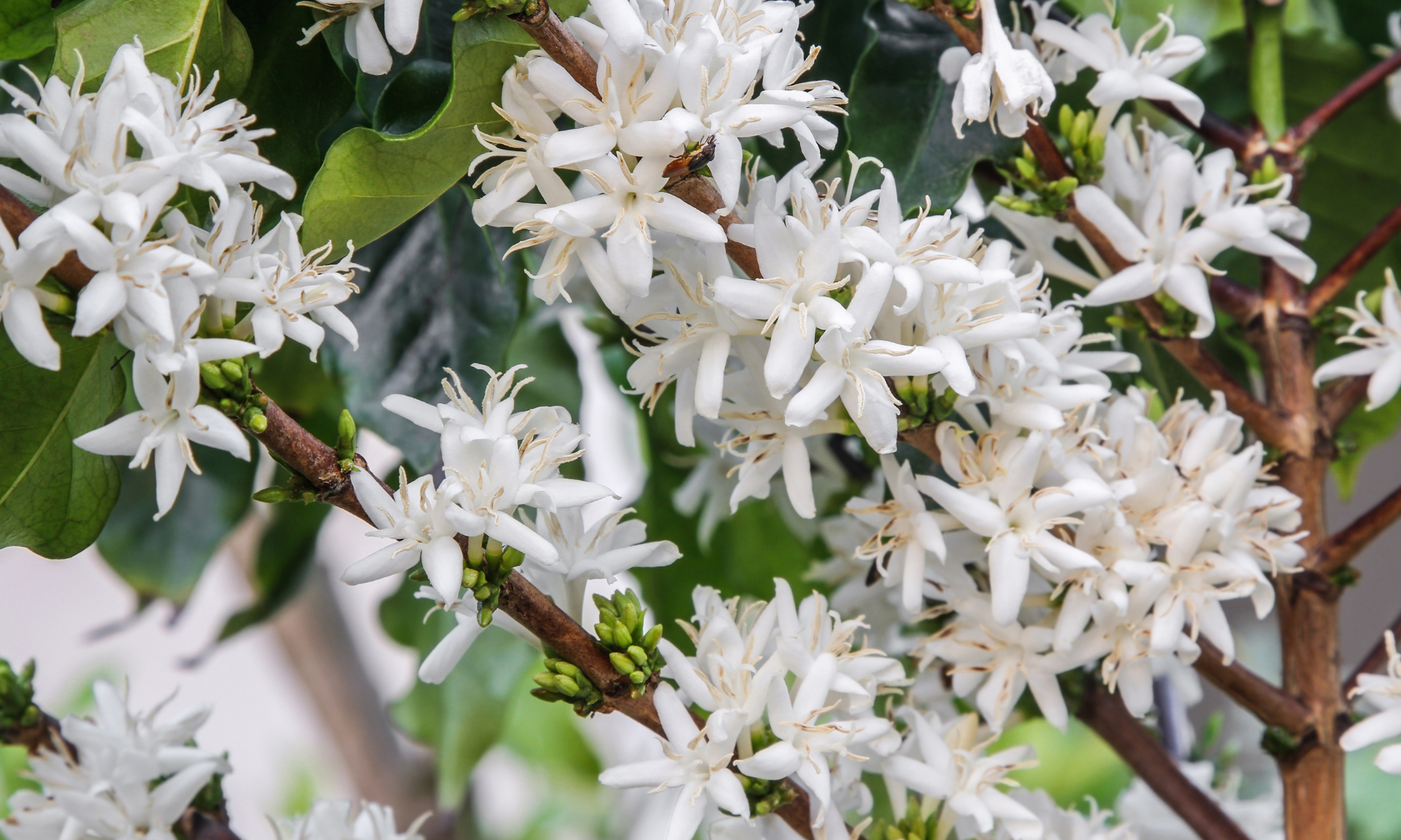 Rota de Cafés Especiais começa sábado (7) e terá duração de três meses
