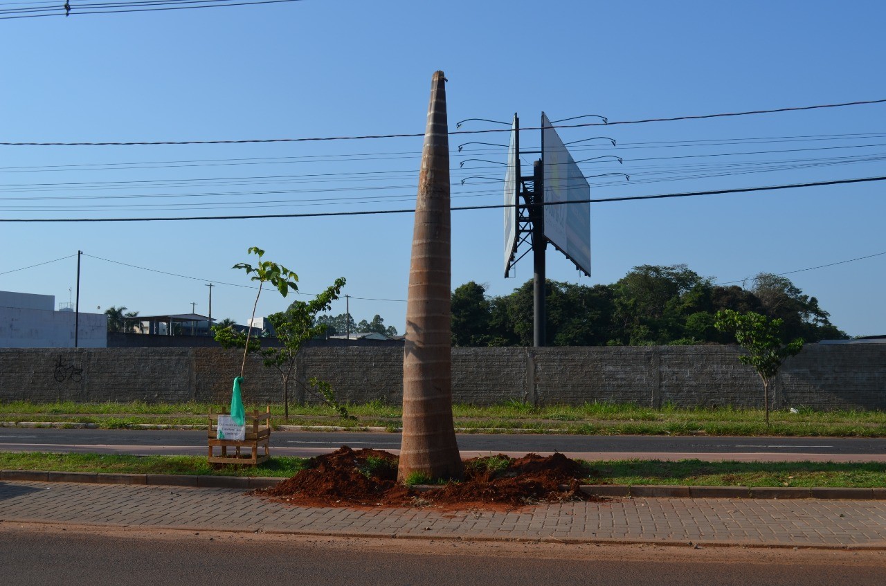 Prefeitura remove árvores plantadas por moradores em canteiro central de Cianorte