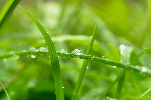 Umidade no campo prejudica produção