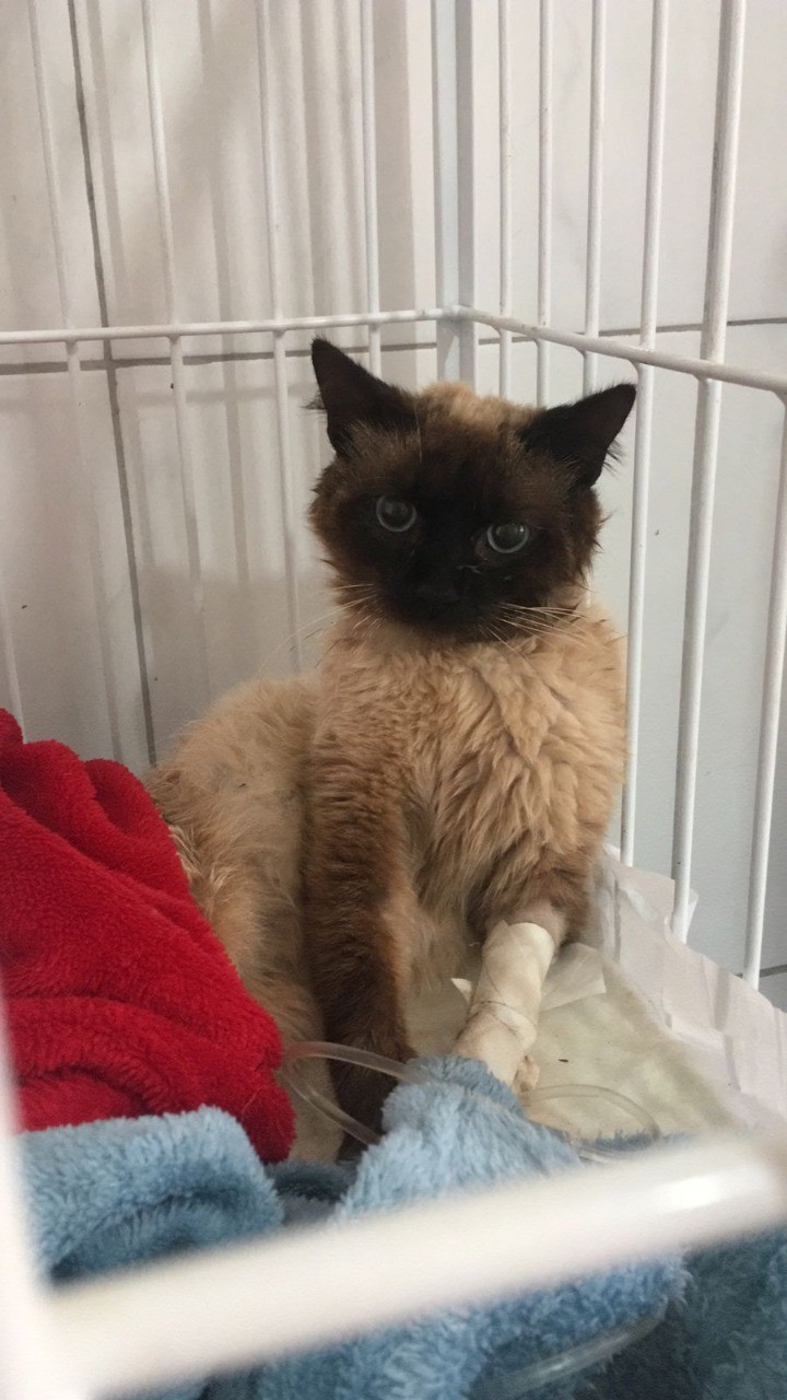 Gato é resgatado com bala de arma de fogo alojada na coluna