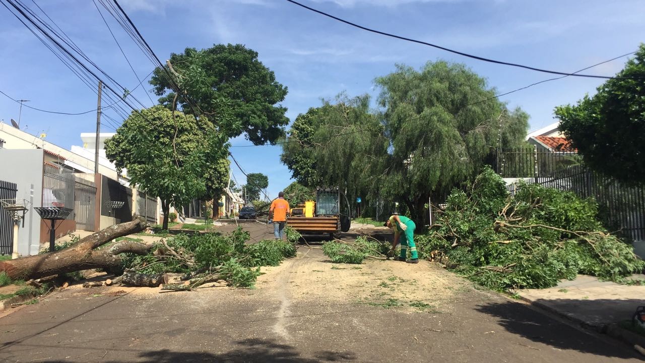 Quase 220 árvores caíram em Maringá no último temporal