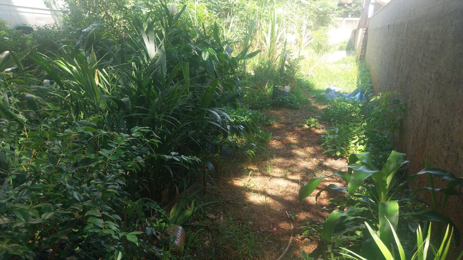 Qual a diferença entre jardim e mato em áreas urbanas?