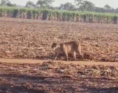 Onça é filmada andando por canavial na região de Maringá; assista