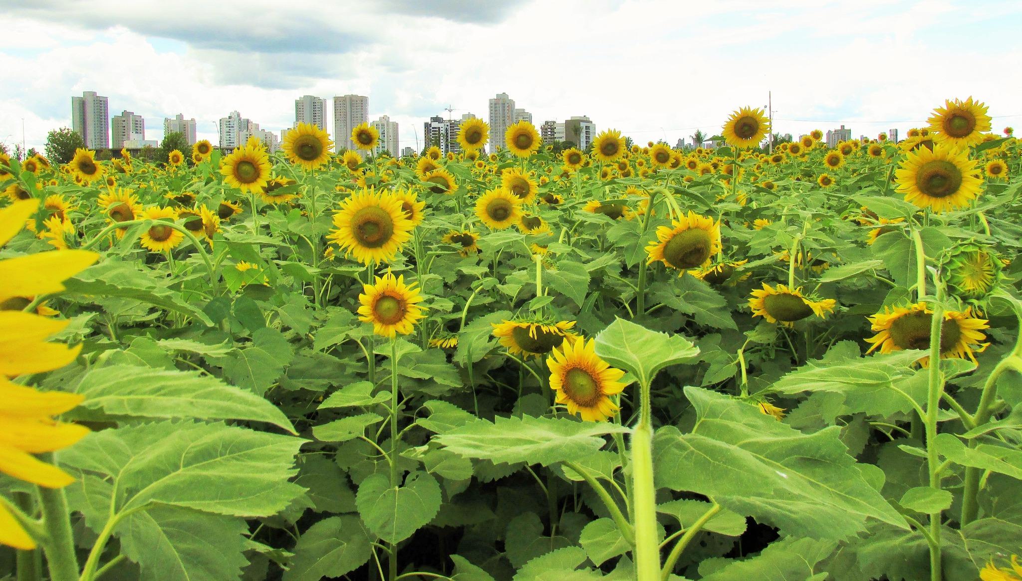 Maringá tem dia nublado e possibilidade de chuva, segundo Simepar