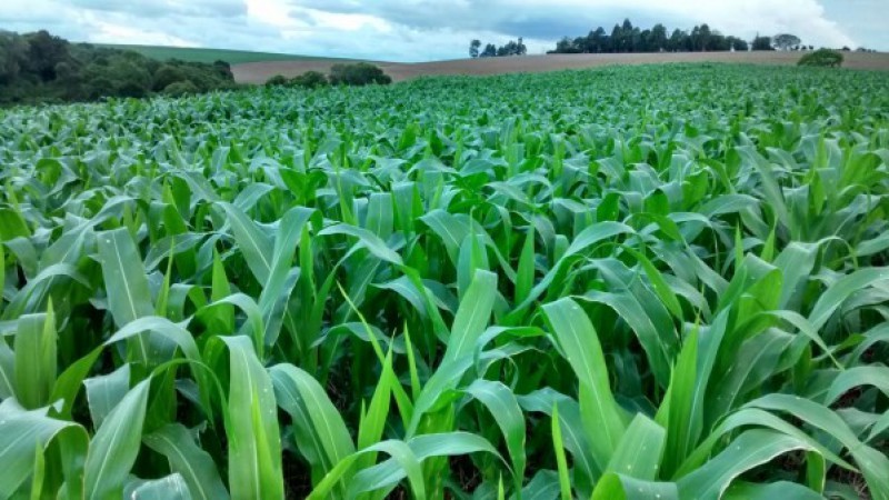 PIB agropecuário deve crescer 2,4% em 2020