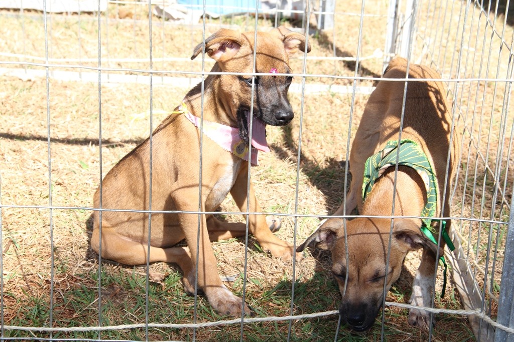 Maringá terá nesse sábado (13) feira de adoção de animais