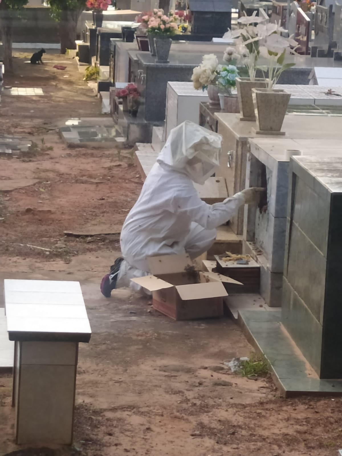 Agentes da Vigilância em Saúde retiram colmeia em cemitério