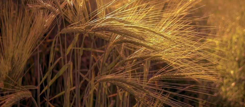 Trigo custa R$ 46,50 a saca em Maringá