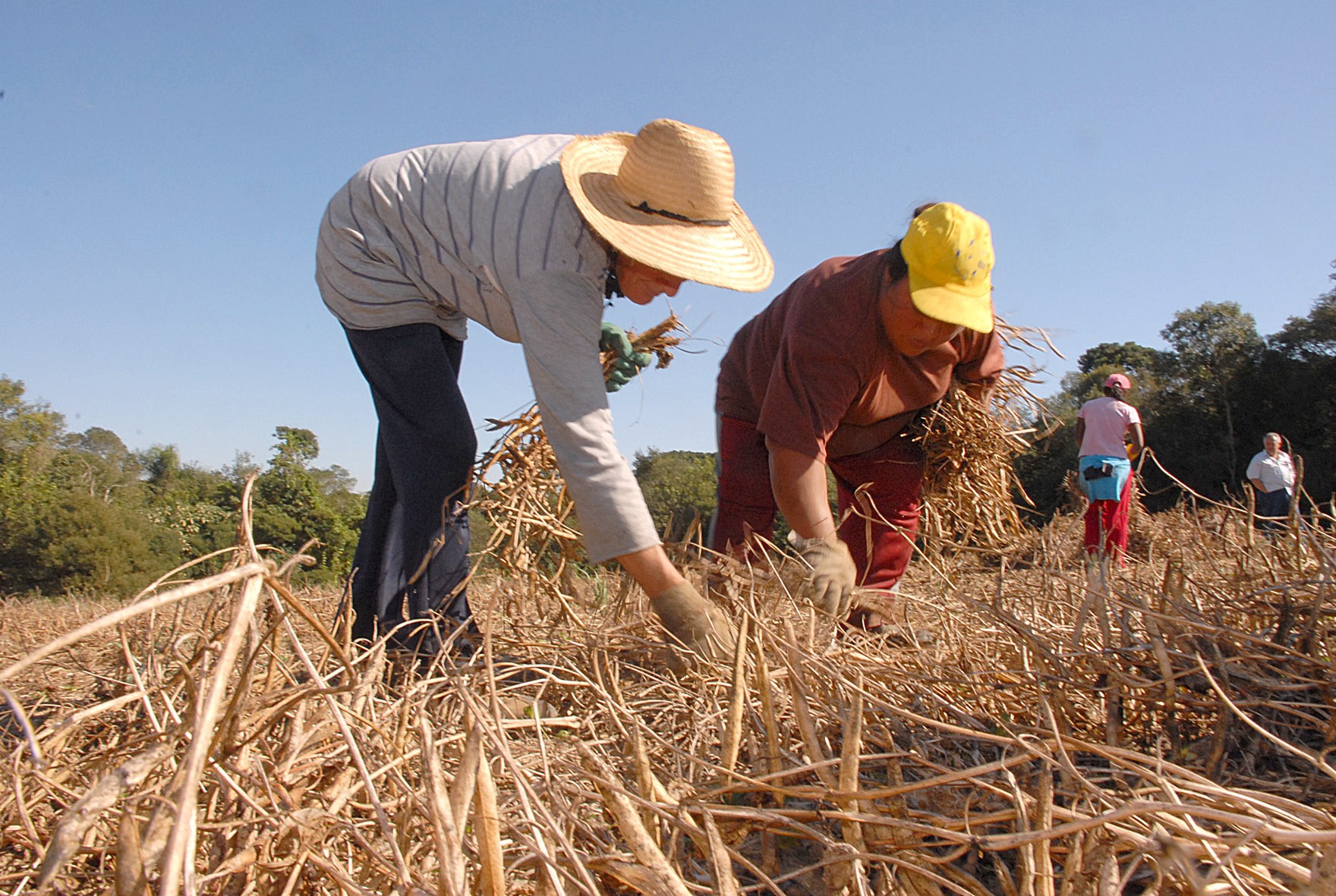 Entenda o que é o Seguro Rural