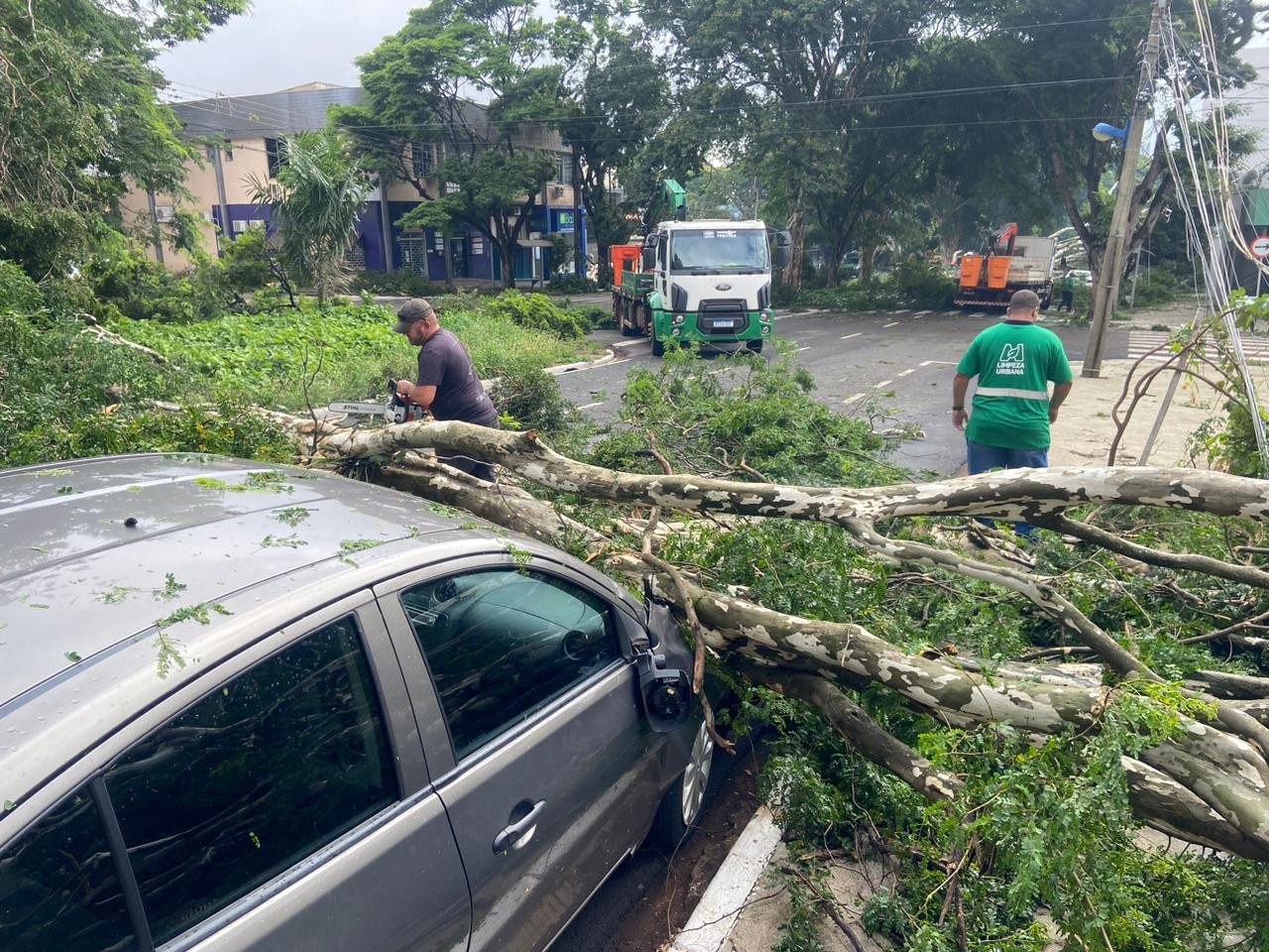 Maringá registrou queda de 32 árvores durante temporal