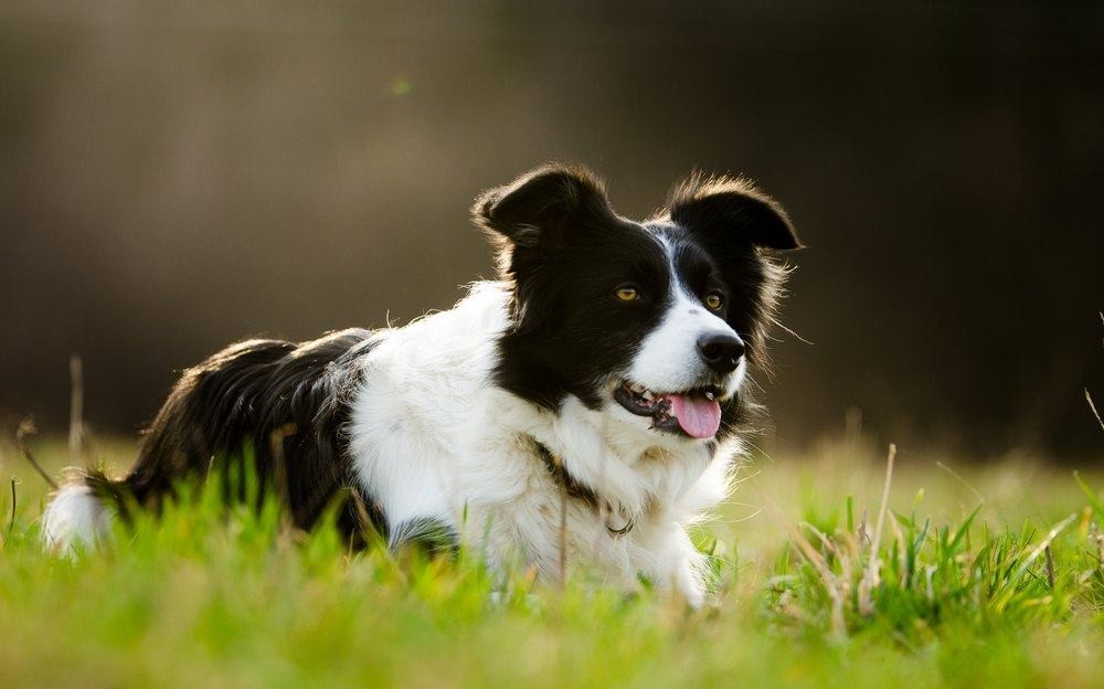 Border Collie, Pastor de Shetheland, Pastor Alemão e a Ivermectina