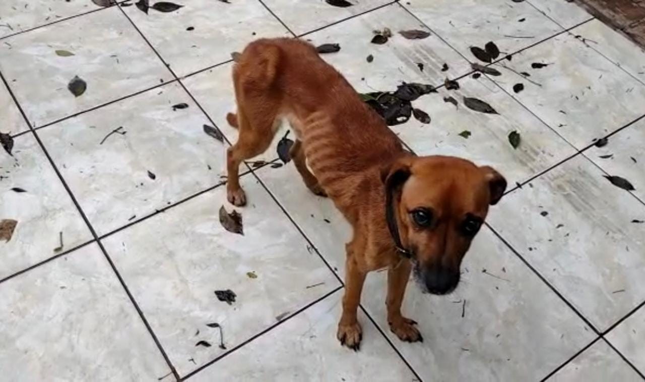 Família se muda e deixa dois cães sem comida e água em Maringá