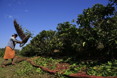 Redução na produção do café em fase final da colheita