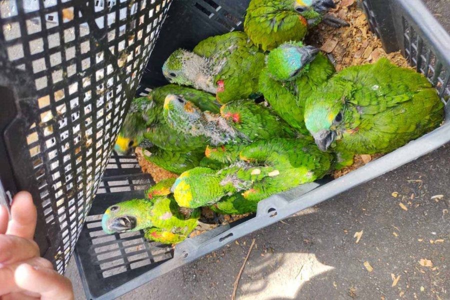 Cetas abriga aves apreendidas durante fiscalização na BR-376