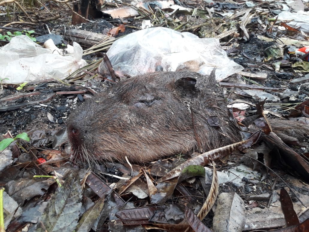 Polícia Ambiental de Maringá investiga a morte de três capivaras