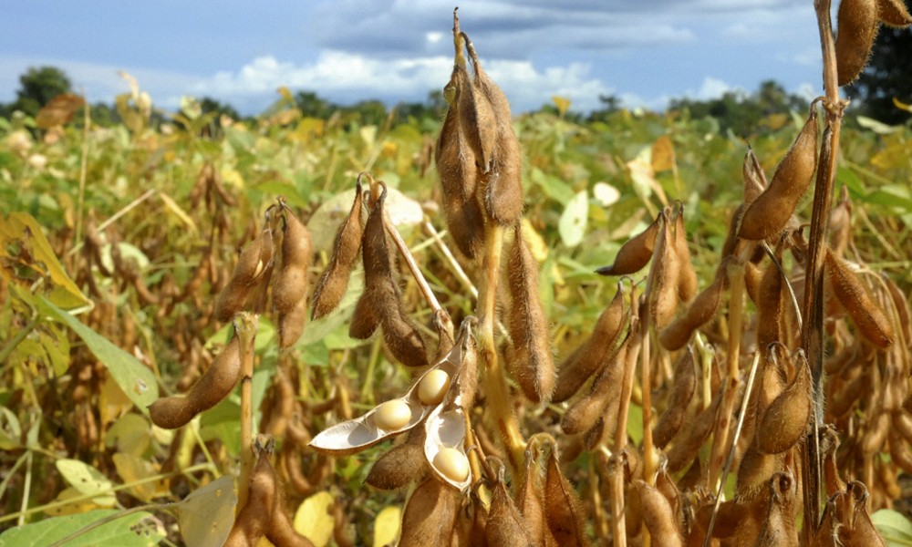 Soja custa R$ 86 a saca em Campo Mourão