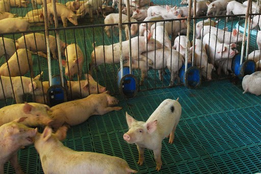 Suíno custa R$ 6 o quilo em Maringá