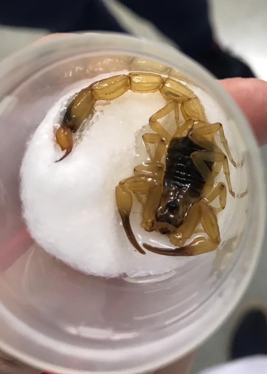 Criança é picada por escorpião e trazida de helicóptero a Maringá