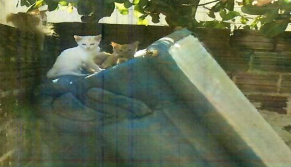 Mulher abandona seis gatos em Maringá e é multada