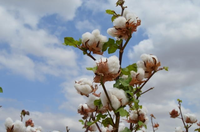 VBP deste ano está próximo ao recorde alcançado em 2017