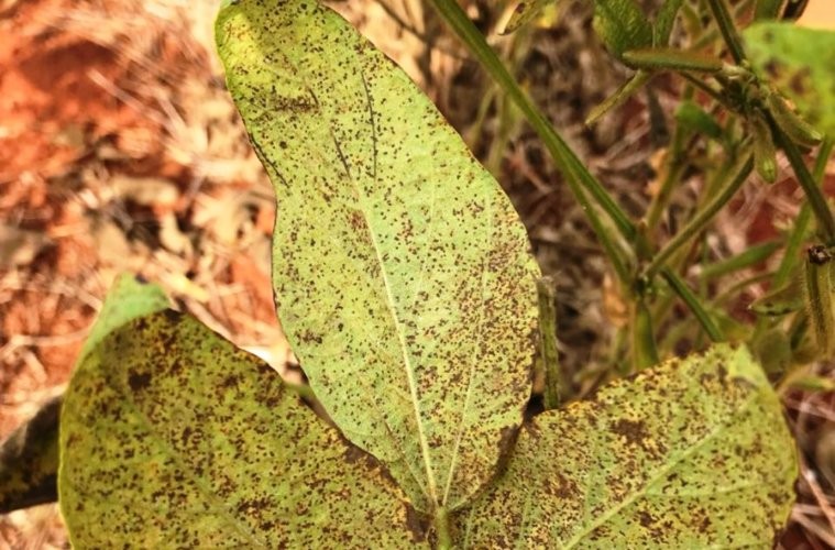 Entidades conseguem mapear sequenciamento genético da ferrugem asiática