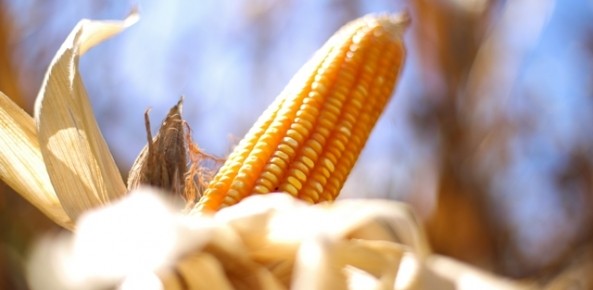 Milho custa R$ 27,50 a saca em Cascavel